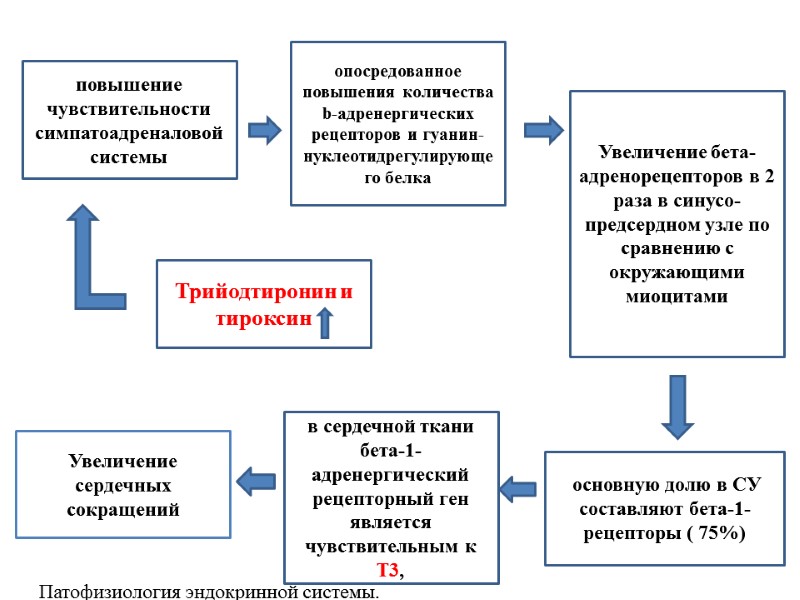 Трийодтиронин и тироксин  опосредованное повышения количества b-адренергических рецепторов и гуанин-нуклеотидрегулирующего белка Увеличение бета-адренорецепторов